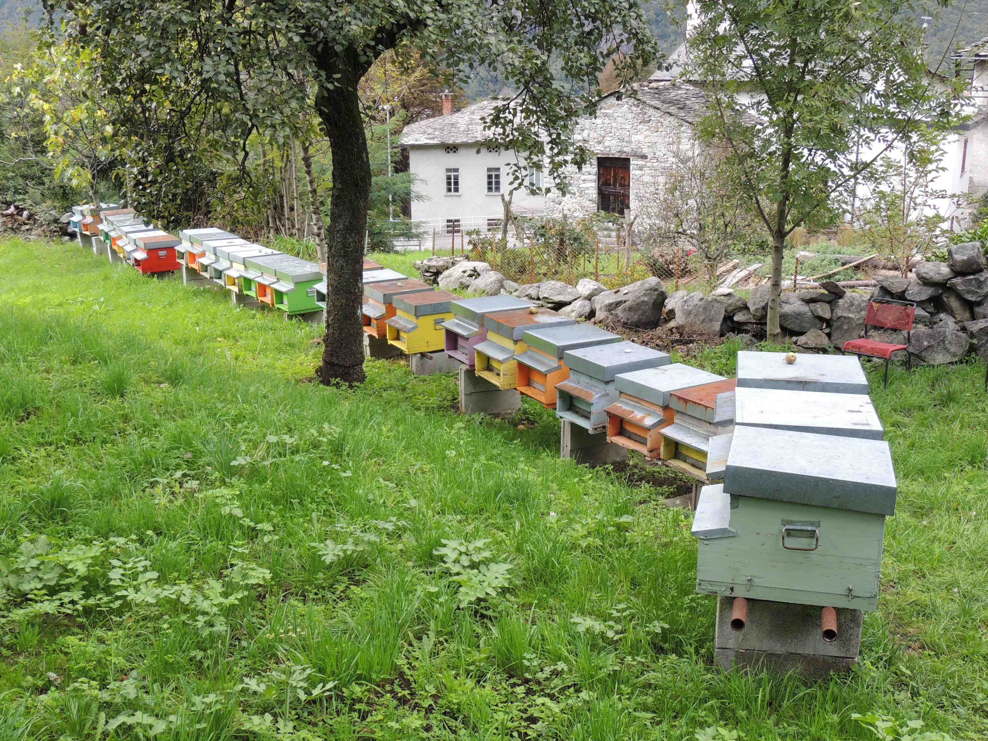 Apiario stanziale localit Mulino, Prata Camportaccio dal 2011