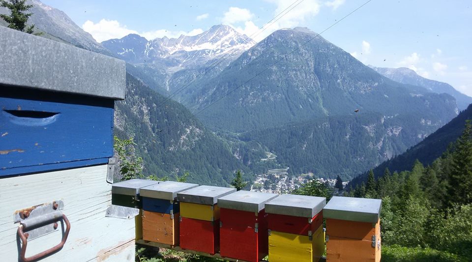 Apiario a Starleggia 2017