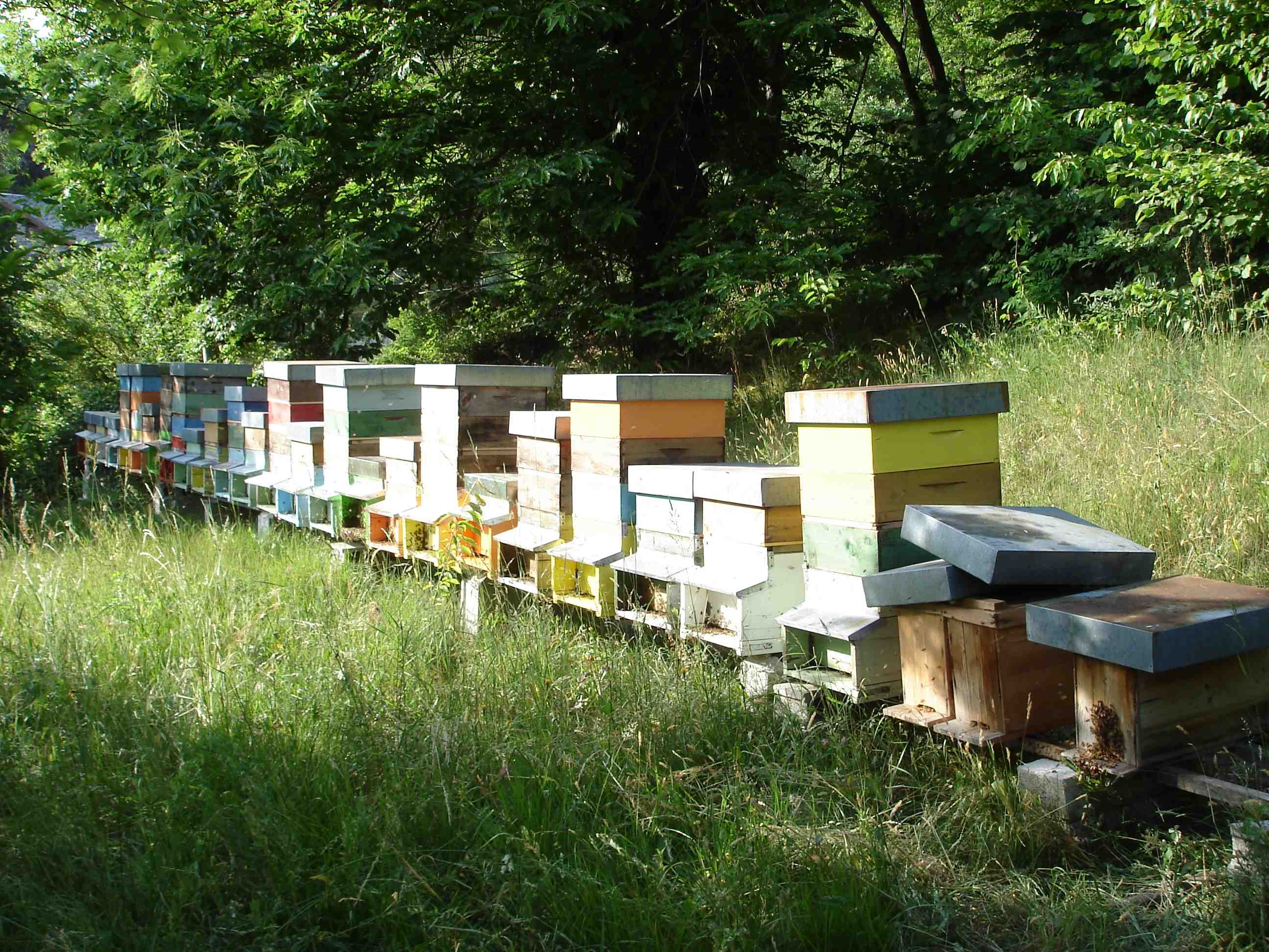 Apiario localit Dona, Prata Camportaccio 2002 - 2011