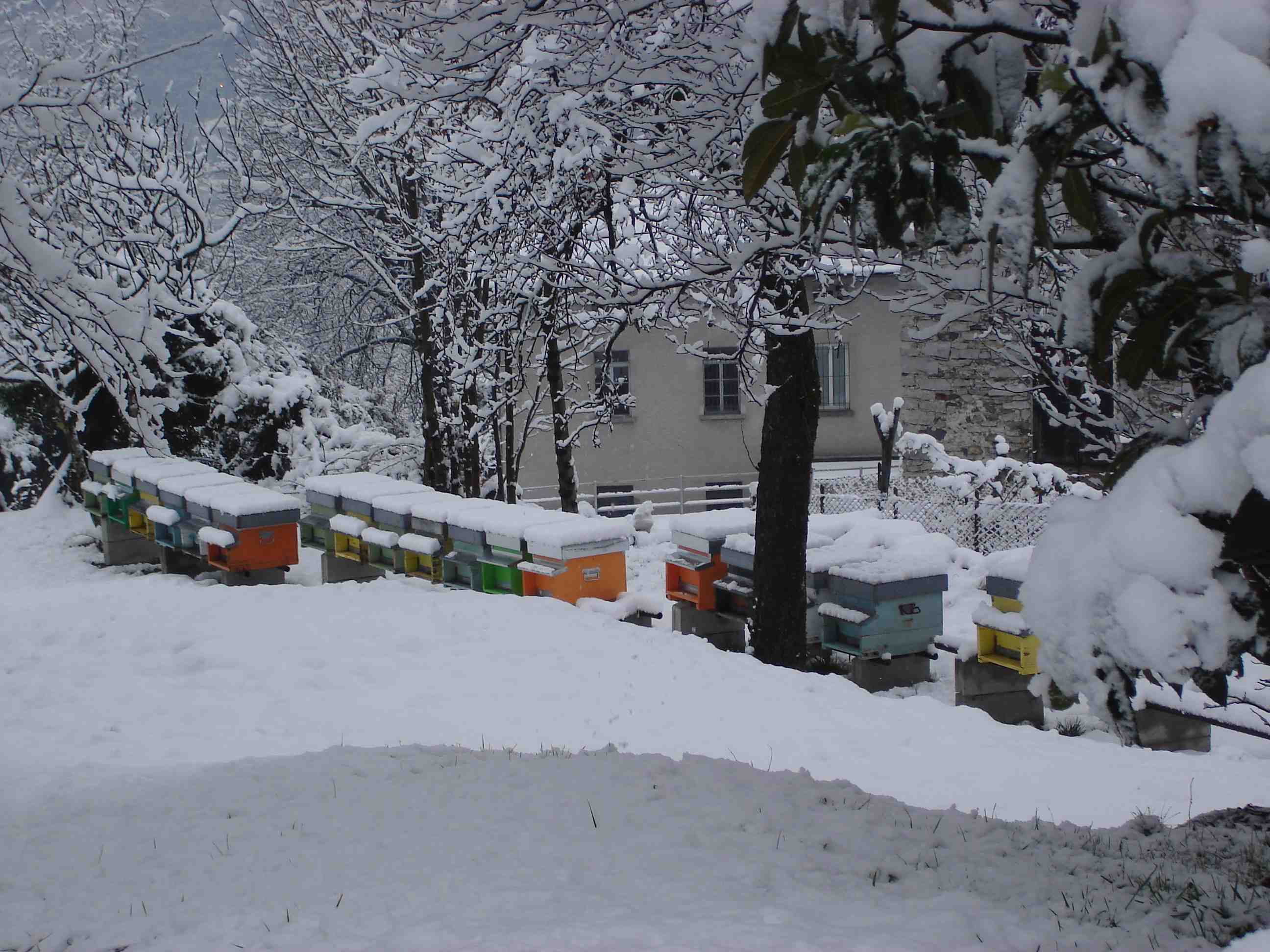 Apiario stanziale localit Mulino, Prata Camportaccio dal 2011