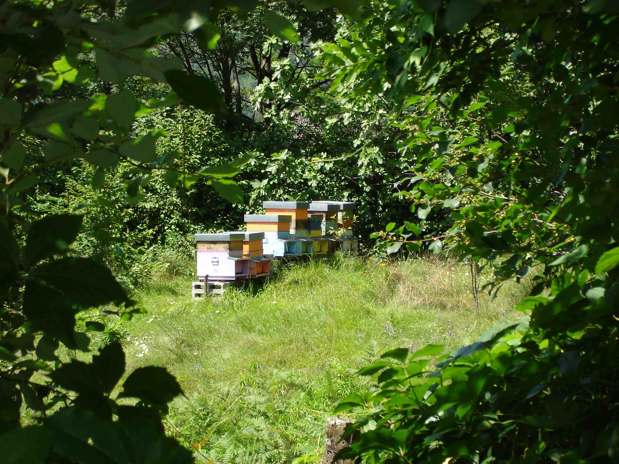 Apiario nomade S Cassiano 2012