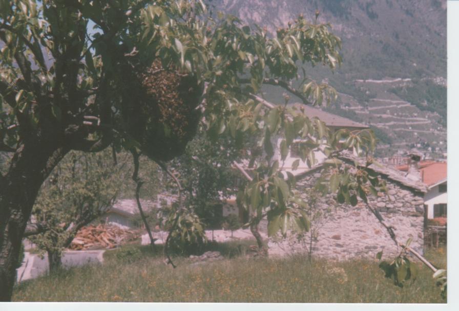 sciame da recuperare - anni 80